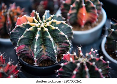 Cactus Gymno Gymnocalycium Cactus Flowers Cactus Stock Photo 2207030261