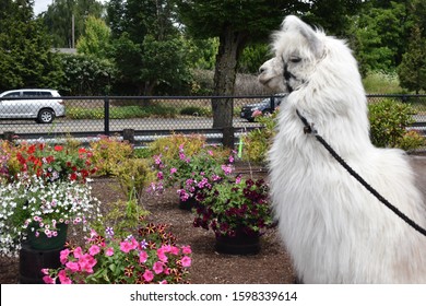 Caesar No Drama Llama Therapy Charity Stock Photo 1598339614 Shutterstock