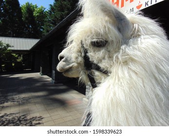 Caesar No Drama Llama Therapy Charity Stock Photo 1598339623 Shutterstock