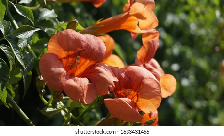 Campsis Grandiflora Asia Chinese Trumpet Creeper Stock Photo