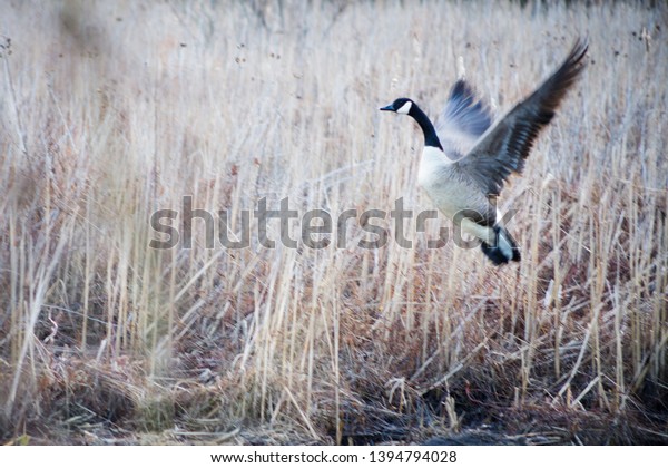 Canada Goose Branta Canadensis Taking Off Stock Photo