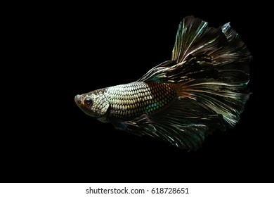 Beautiful Goldfish Vector Illustration Veiltail Drawn Stock Vector