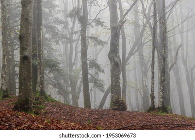 956 Casentino Stock Photos Images Photography Shutterstock