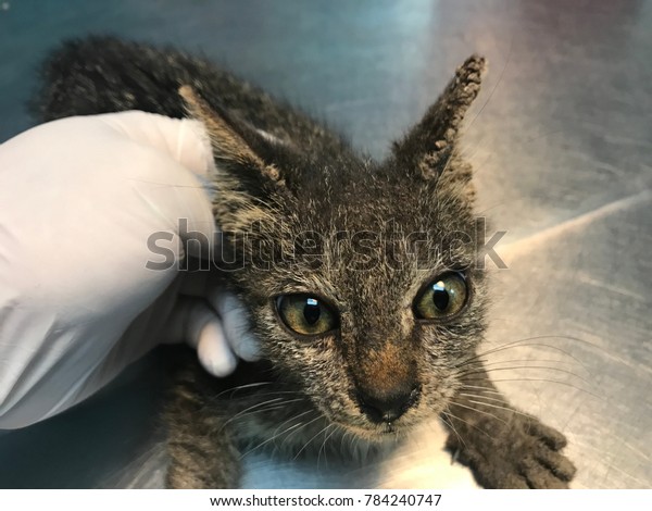 Cat Clinical Sign Feline Sarcoptic Mange Stock Photo Edit Now