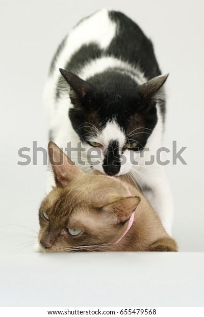 Cat Having Sex Cat Make Love Stock Photo Shutterstock