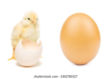 Newborn Yellow Chicken Hatching Egg Stock Photo Edit Now 330216119