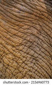 Close African Elephants Skin Texture Stock Photo 2156960773 Shutterstock