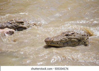 Close African Nile Crocodile Feeding On Stock Photo 505334074