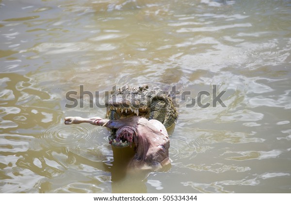 Close African Nile Crocodile Feeding On Stock Photo 505334344