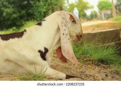 Close Barbari Goat Eating Grass Farm Stock Photo Shutterstock