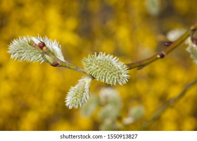 Furry Buds Pussy Willow This Eared Stock Photo Edit Now