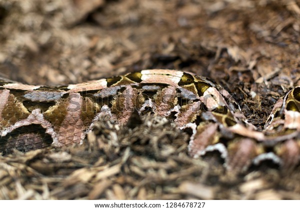 Close Detail Gaboon Viperbitis Gabonica Has Stock Photo