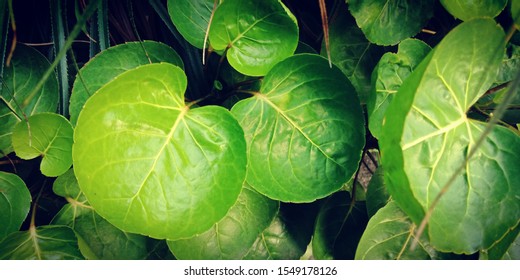 Daun Mangkokan Polyscias Scutellaria Shield Aralia Stock Photo