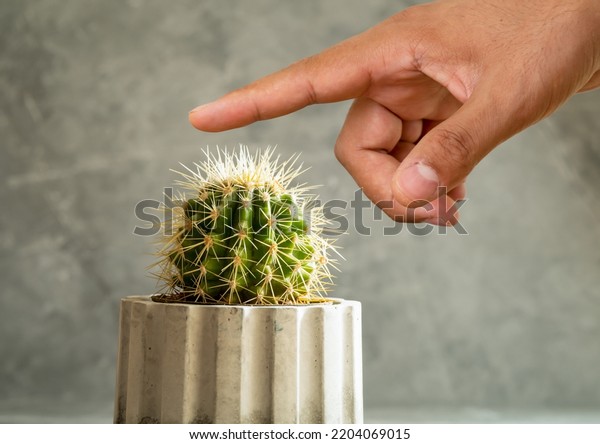 Close Photo Finger Touching Cactus Needle Stock Photo 2204069015