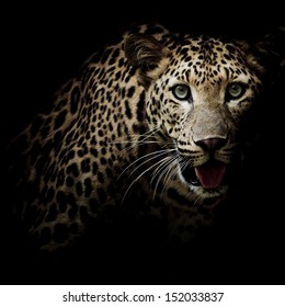 Close Black White Leopard Portrait Stock Photo Edit Now