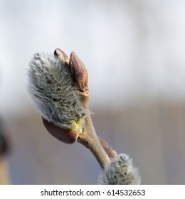 Close Pussy Willow Buds Stock Photo Shutterstock