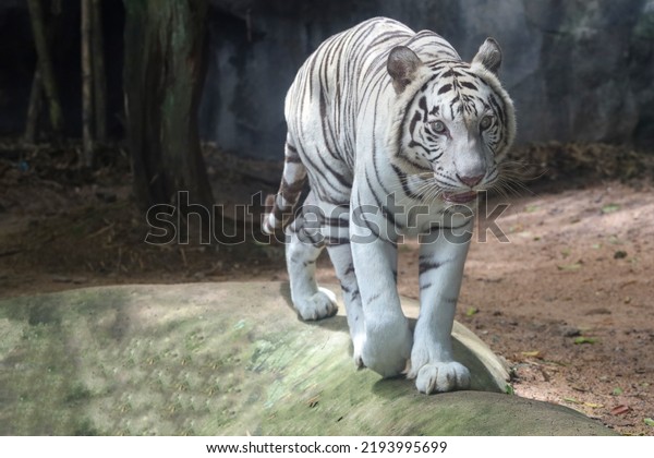 Close White Tiger Sit Down Rest Stock Photo Shutterstock