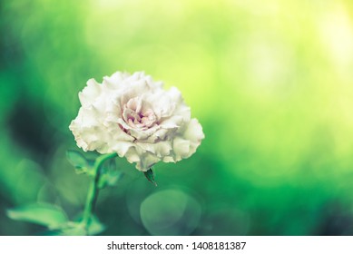 Closeup Beautiful Pink Rose Flowers Blooming Stock Photo 1408181387