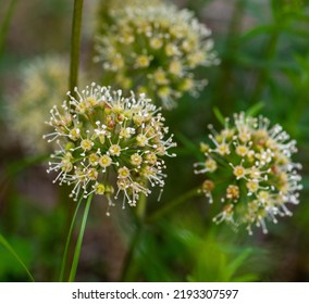 11 003 Wild Onion Flower Images Stock Photos Vectors Shutterstock