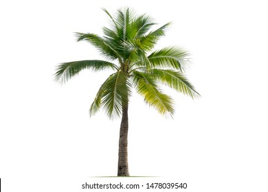 Coconut Palm Tree Isolated On White Stock Photo Shutterstock