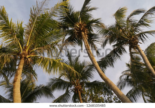 Coconut Palm Tree On Sky Background Stock Photo Edit Now 1268105485