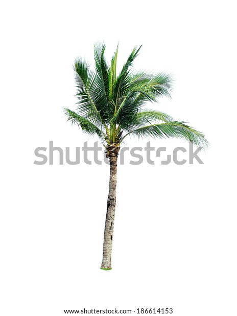 Coconut Tree On White Background Stock Photo Edit Now