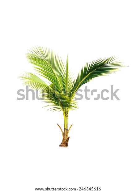 Coconut Tree On White Background Stock Photo Edit Now