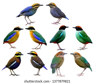 Beautiful Set Colorful Wild Birds Isolated Stock Photo Edit Now