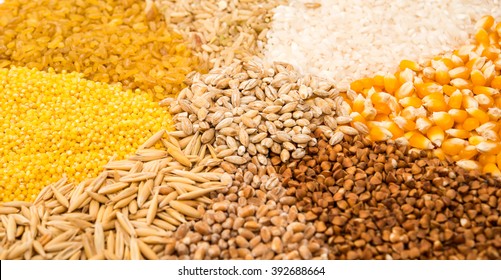 Collection Set Cereal Grains Wheat Barley Stock Photo