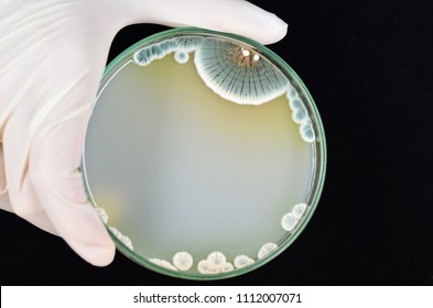 Colonies Penicillium Mold Growing On Agar Stock Photo