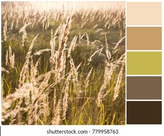 Color Palette Harmonious Combination Colors Color Stock Photo 779958763