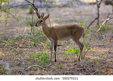 180 Common Duiker Images Stock Photos Vectors Shutterstock