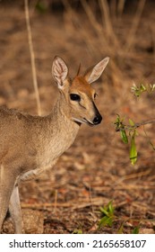 Common Duiker Images Stock Photos Vectors Shutterstock