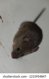 Common House Mouse Mus Musculus Stock Photo Shutterstock