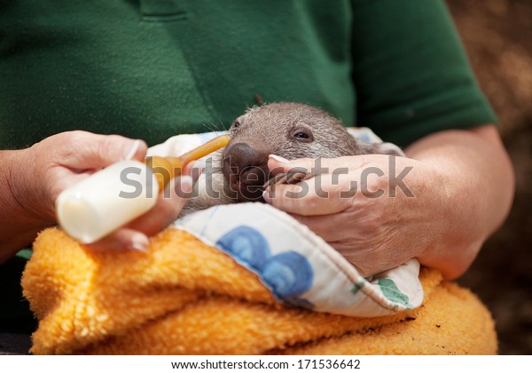 Common Nakednosed Wombat Tasmania Australia Being Stock Photo 171536642