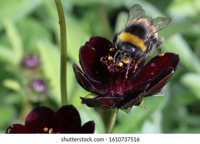 Wings Extended Common Postman Butterfly Garden Stock Photo Edit Now