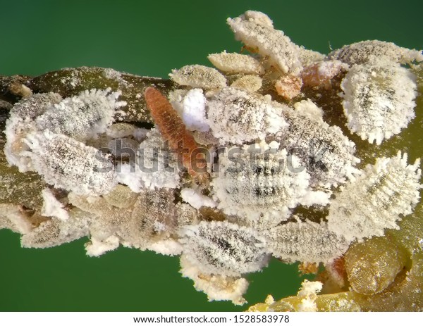 Cotton Mealybug Phenacoccus Solenopsis Hemiptera Pseudococcidae Stock