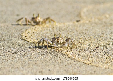 Crabs On Sand Beach Stock Photo 179369885 Shutterstock