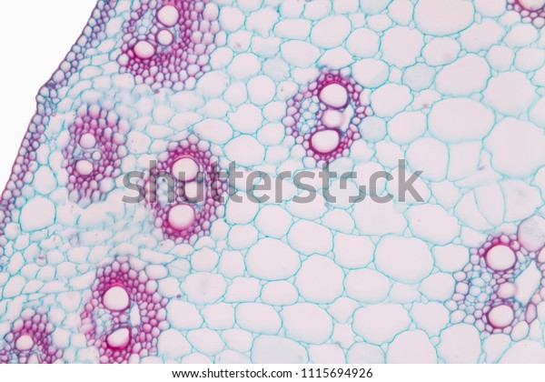 Cross Section Monocotyledon Stem Under Microscopy Stock Photo