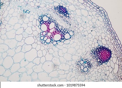 Cross Section Monocotyledon Stem Under Microscopy Stock Photo Edit Now