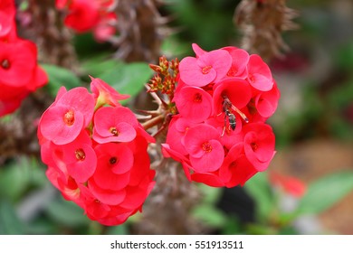 Crown Thorns Christ Plant Christ Thorn Stock Photo Shutterstock