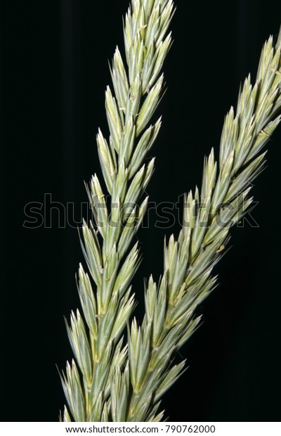 Cultivar Sand Ryegrass Leymus Arenarius L Stock Photo 790762000