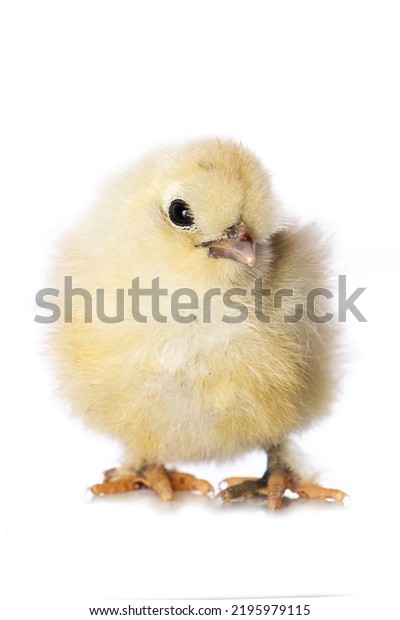 Cute Chicken Isolated On White Background Stock Photo 2195979115