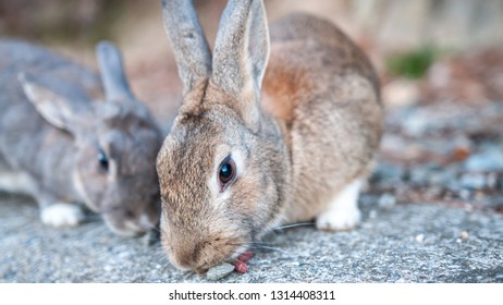 3 730 Bunny Island Images Stock Photos Vectors Shutterstock