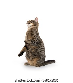 Cute Tabby Cat Playing Jumping Isolated Stock Photo 368192072