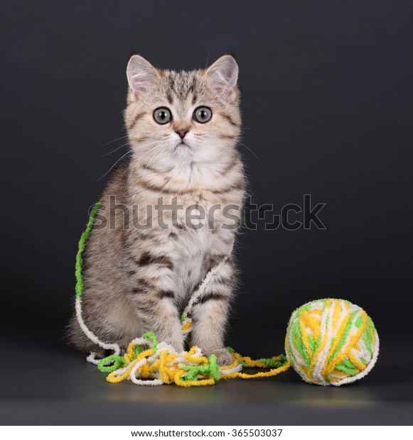 Cute Tabby Kitten Ball Yarn On Stock Photo Edit Now 365503037