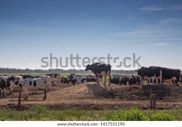 Dairy Cows Holstein Breed Friesian Grazing Stock Photo