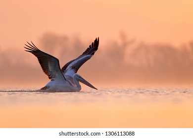 Dalmatian Pelican Pelecanus Crispus Lake Kerkini Stock Photo 1306113088