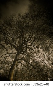 Dark Naked Branches Tree Reflected Water Stock Photo 533625748