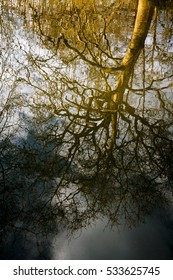 Dark Naked Branches Tree Sky Clouds Stock Photo Shutterstock